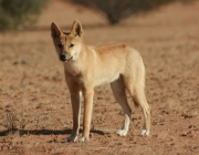 Dingo 3