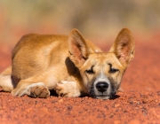 Dingo 5