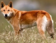 Dingo 6