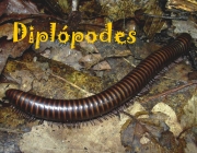 Diplópodes