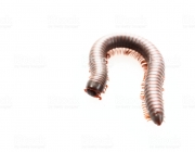 Millipedes, insect with long body and many legs look like centipedes, worm, or train, that move very slowly and coil in spiral shape isolated on white background