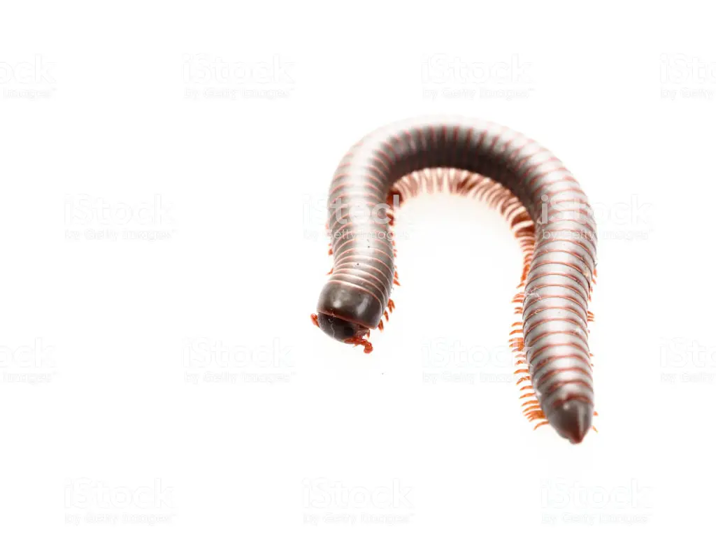 Millipedes, insect with long body and many legs look like centipedes, worm, or train, that move very slowly and coil in spiral shape isolated on white background