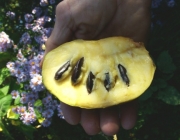 Distribuição da Banana Missouri 2