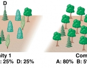 Diversidade de Espécies 3