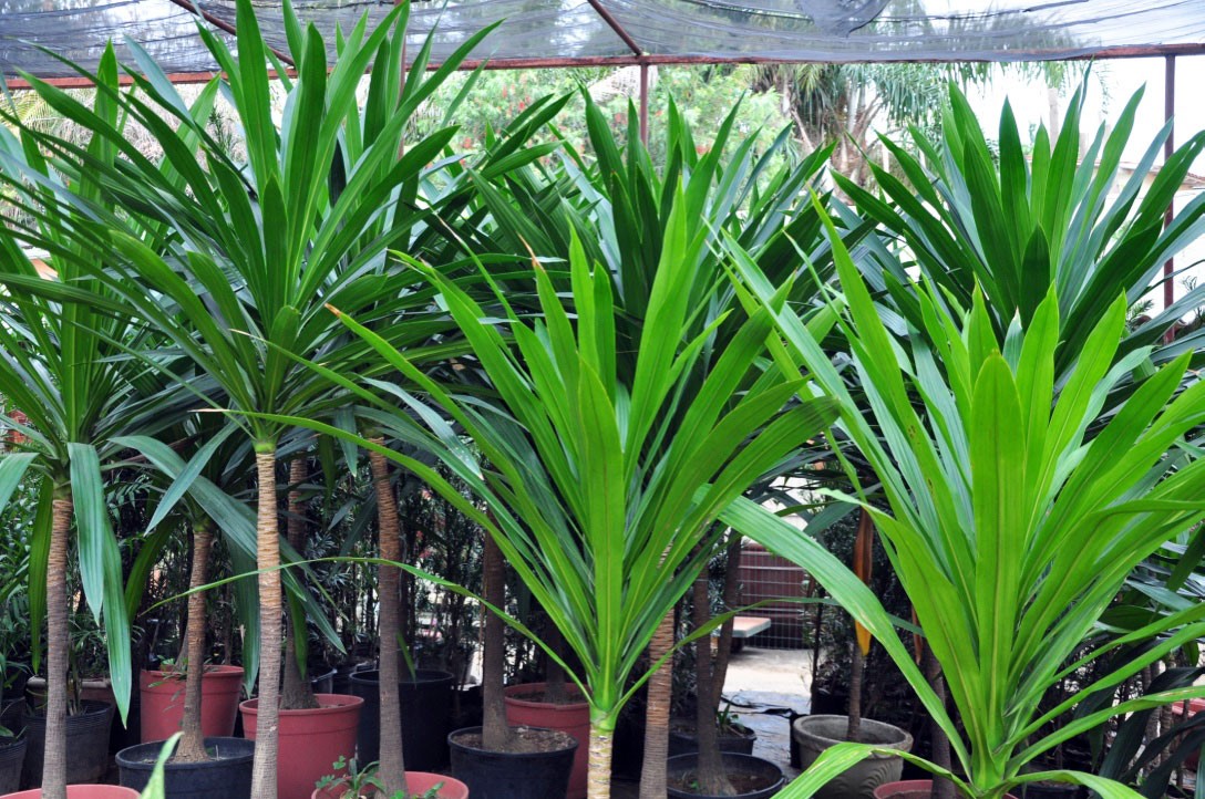 Plantas Meia Sombra Para Varanda | Mundo Ecologia