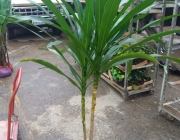 Dracena Arbórea 1