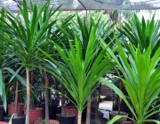 Dracena Arbórea 2