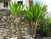 Dracena Arbórea 3