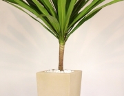 Dracena Arbórea 4