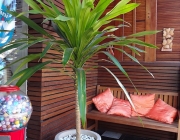 Dracena Arbórea 5