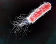 E. Coli 1