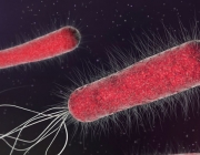 E. Coli 2