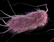 E. Coli 3