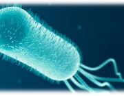 E. Coli 4