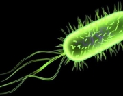 E. Coli 5