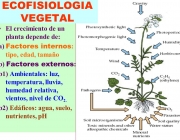 El crecimiento de un planta depende de: a) Factores internos: tipo, edad, tamaño. b) Factores externos: b1) Ambientales: luz, temperatura, lluvia, humedad relativa, vientos, nivel de CO2. b2) Edáficos: agua, suelo, nutrientes, pH. LUIS ROSSI.