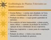 Enzima Rubisco  enzima mais abundante da Terra; catalisa a transformação do gás carbônico em açúcar. Produção de rubisco  requer grande quantidade de nutrientes. Em condições de baixa luminosidade, a planta produz menos rubisco  aumento da produção de clorofila ( captação da luz) e diminuição da taxa respiratória. Baixa taxa respiratória  menor ponto de compensação luminoso. Redução da rubisco  limita a taxa máxima fotossintética (produção de açúcares).