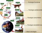 Ecologia Comunitária 1