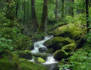 Mossy waterfall