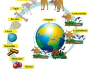 Ecologia da população 3