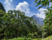 Ecologia no Monte Sinabung 6