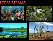 Ecossistema 5