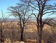 Ecossistema Brasileiro da Caatinga 4