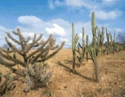 Ecossistema Brasileiro da Caatinga 5