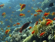 coral reef with orange fishes