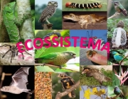 Ecossistema Natural 6