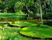 Ecossistemas da Floresta Amazônica 3