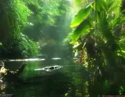Ecossistemas da Floresta Amazônica 4