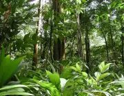 Ecossistemas da Floresta Amazônica 5