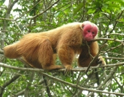 Ecossistemas da Floresta Amazônica 6