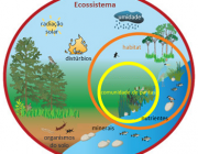 Ecossistêmica 6