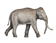 Elefante Anão de Chipre 4
