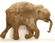 Elefante Anão Extinto 2
