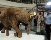 Elefante Anão Extinto 6