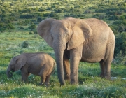 Elefante Asiático se Alimentando 5