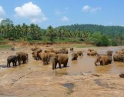 Elefante Asiático se Alimentando 6