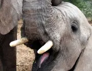 Filhotes de Elefante Asiático Mostrando as  Presas 1