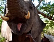 Filhotes de Elefante Asiático Mostrando as  Presas 3