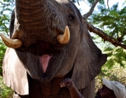 Filhotes de Elefante Asiático Mostrando as  Presas 3