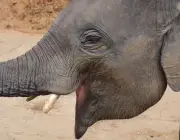 Filhotes de Elefante Asiático Mostrando as  Presas 5
