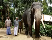 Elefante do Ceilão 2