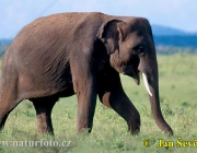 Elefante do Ceilão 3