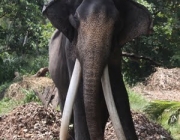 Elefante do Ceilão 4