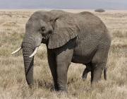 Elefante do Ceilão 5