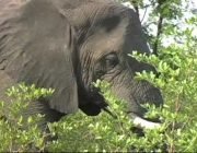 Elefante Indiano se Alimentando 1