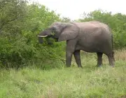Elefante Indiano se Alimentando 2